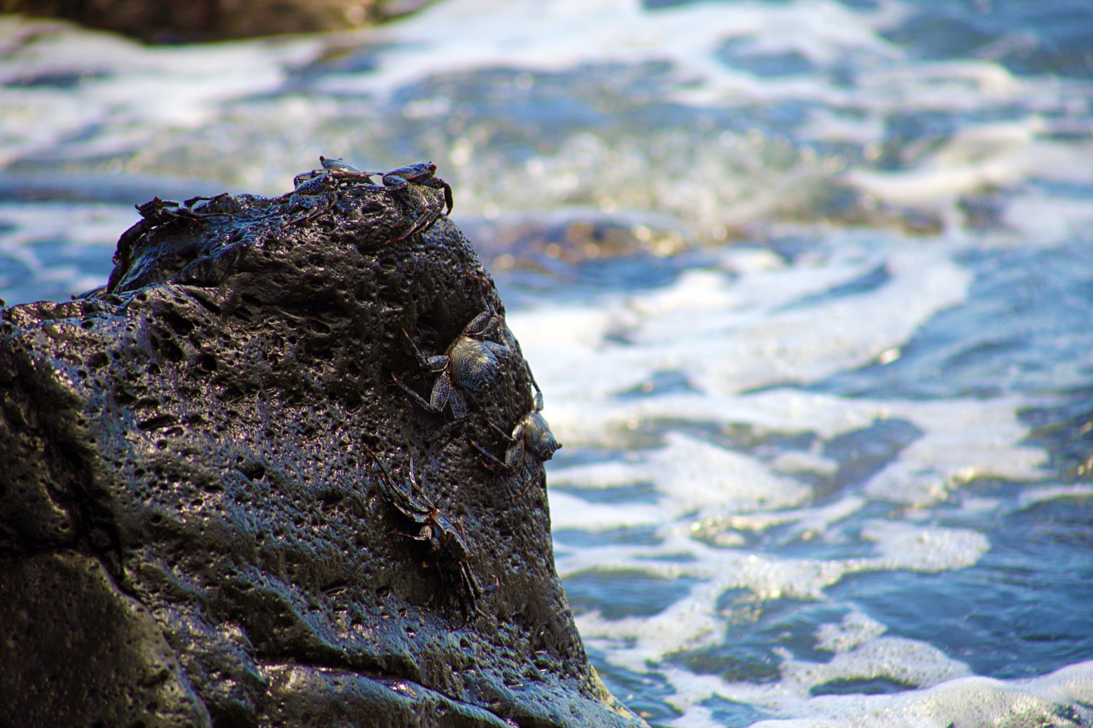 Colima: un paraíso para el turismo sustentable que debes conocer