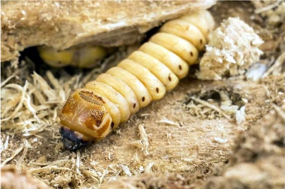 Detectan en Chiapas primer caso humano de miasis por larvas del gusano barrenador