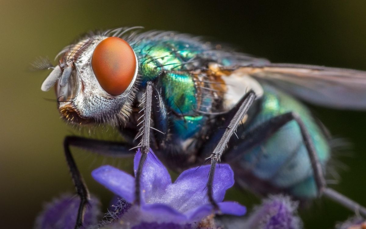En solo dos segundos, esto es lo que una mosca deja en tu comida