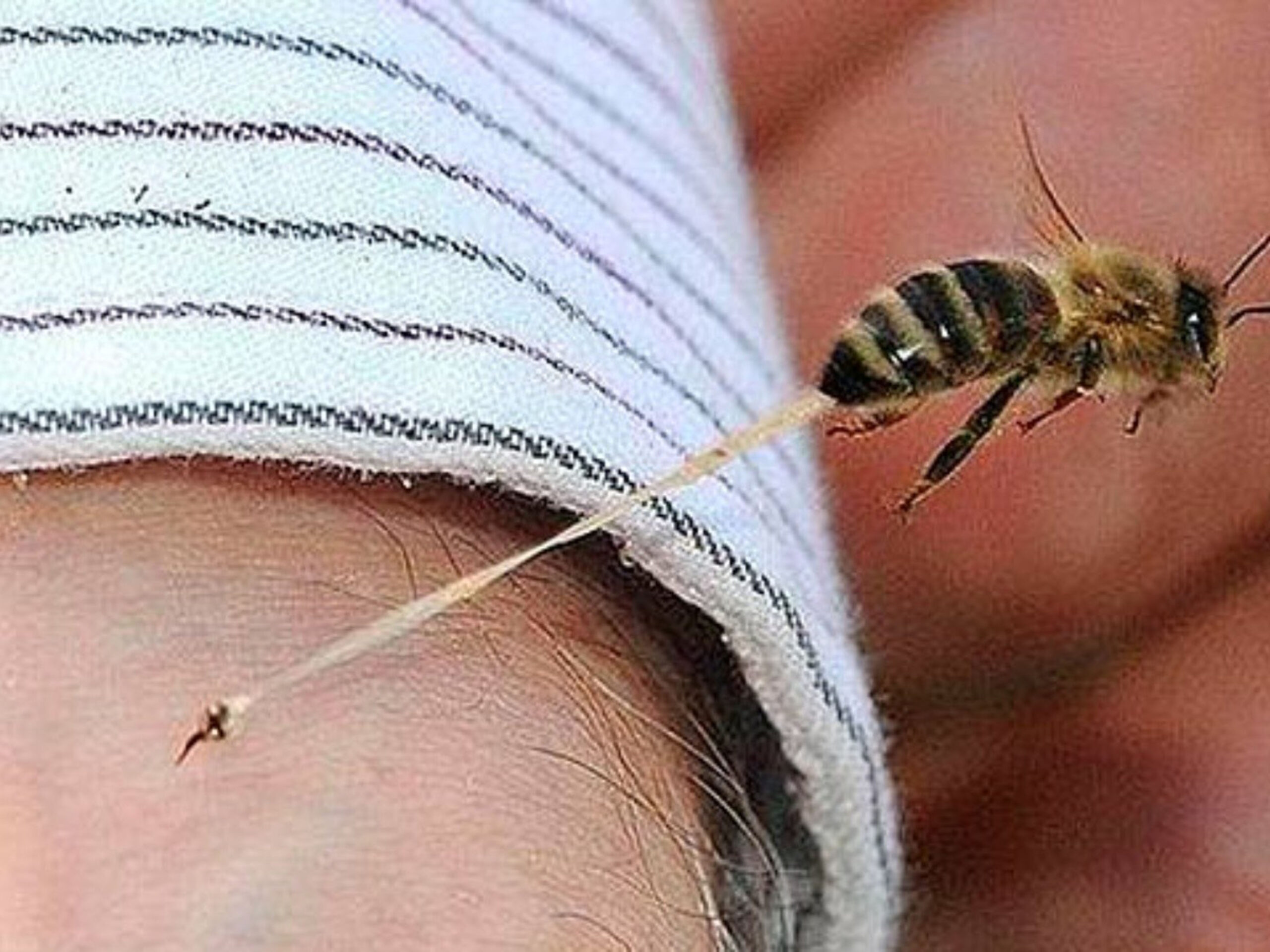 Ni serpientes ni alacranes: las abejas encabezan muertes por veneno en México