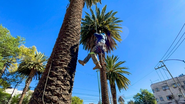 Un nuevo rostro verde para la ciudad: palmeras serán reemplazadas por especies locales
