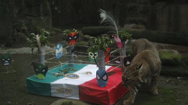 Festeja el mes patrio aprendiendo sobre la fauna que hace a México único
