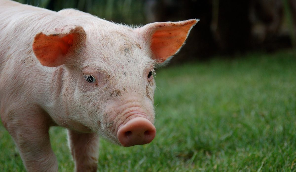 México a un paso de aprobar su primera Ley General de Bienestar Animal