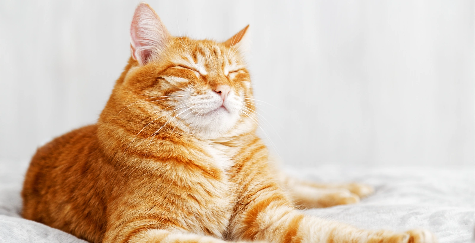 Guía para adoptar un gato con responsabilidad: cómo lograr una convivencia sana y feliz